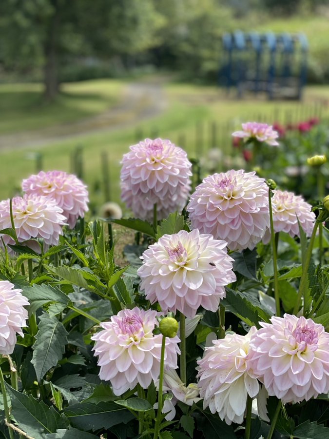 木島平村やまびこの丘公園のダリアを見に行ってみた 見頃はいつ そだてるブログ