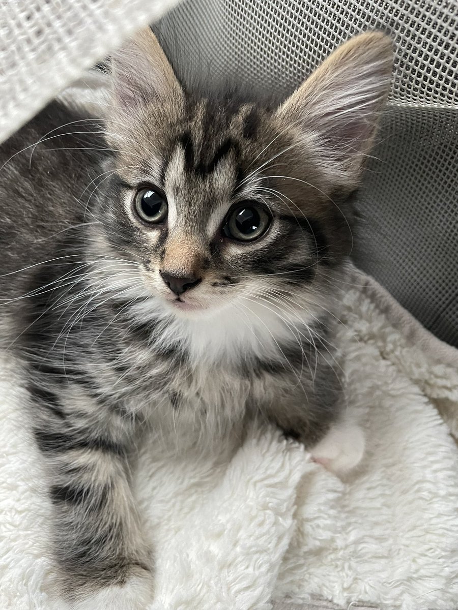 Thor tweet media