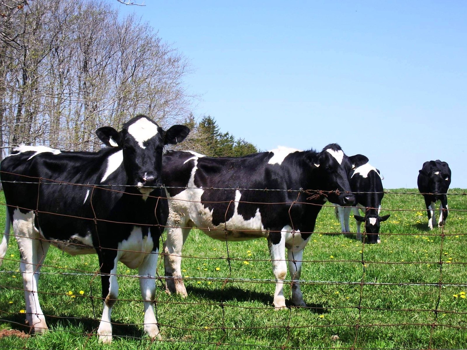 プリンスエドワード Twitter Search Twitter