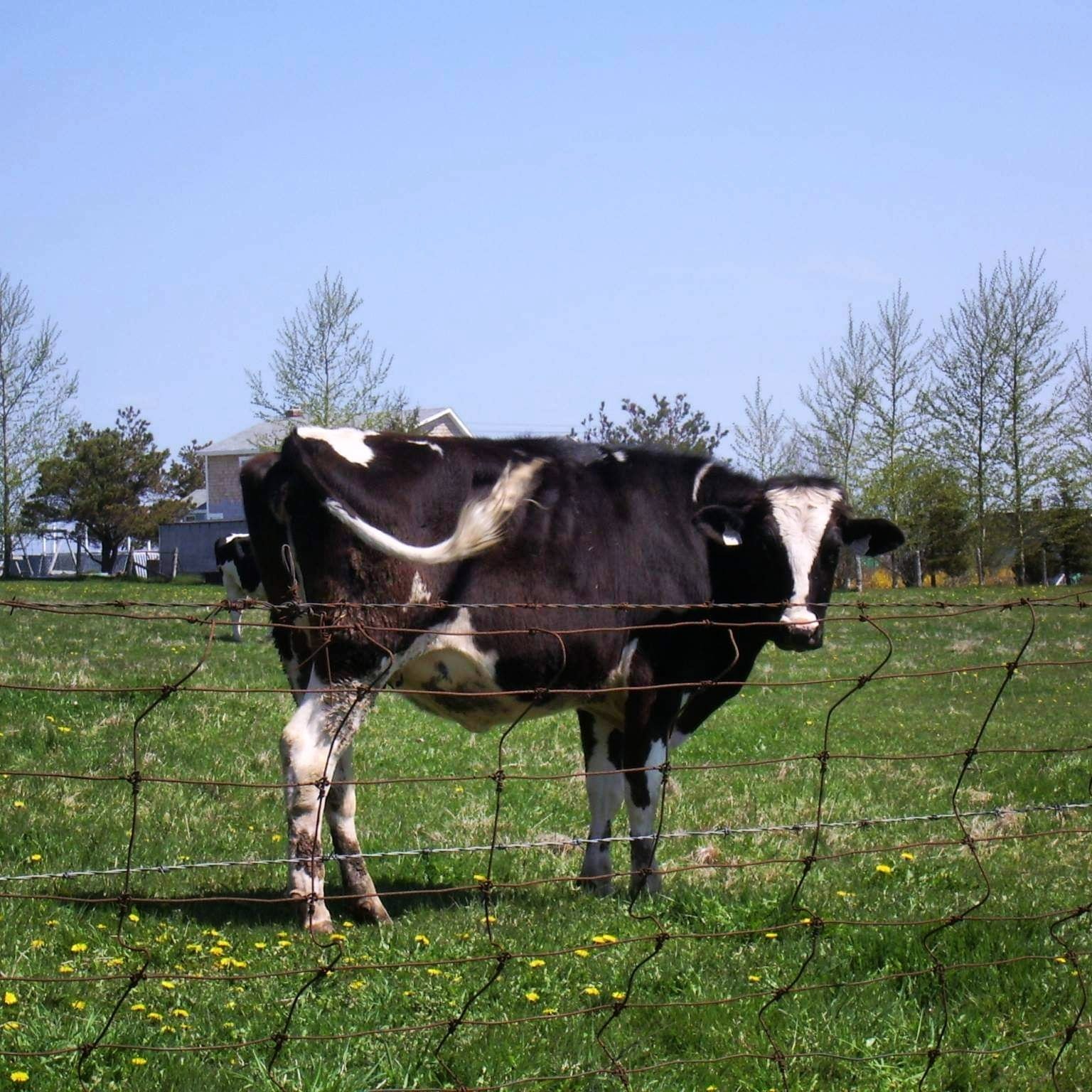 プリンスエドワード Twitter Search Twitter