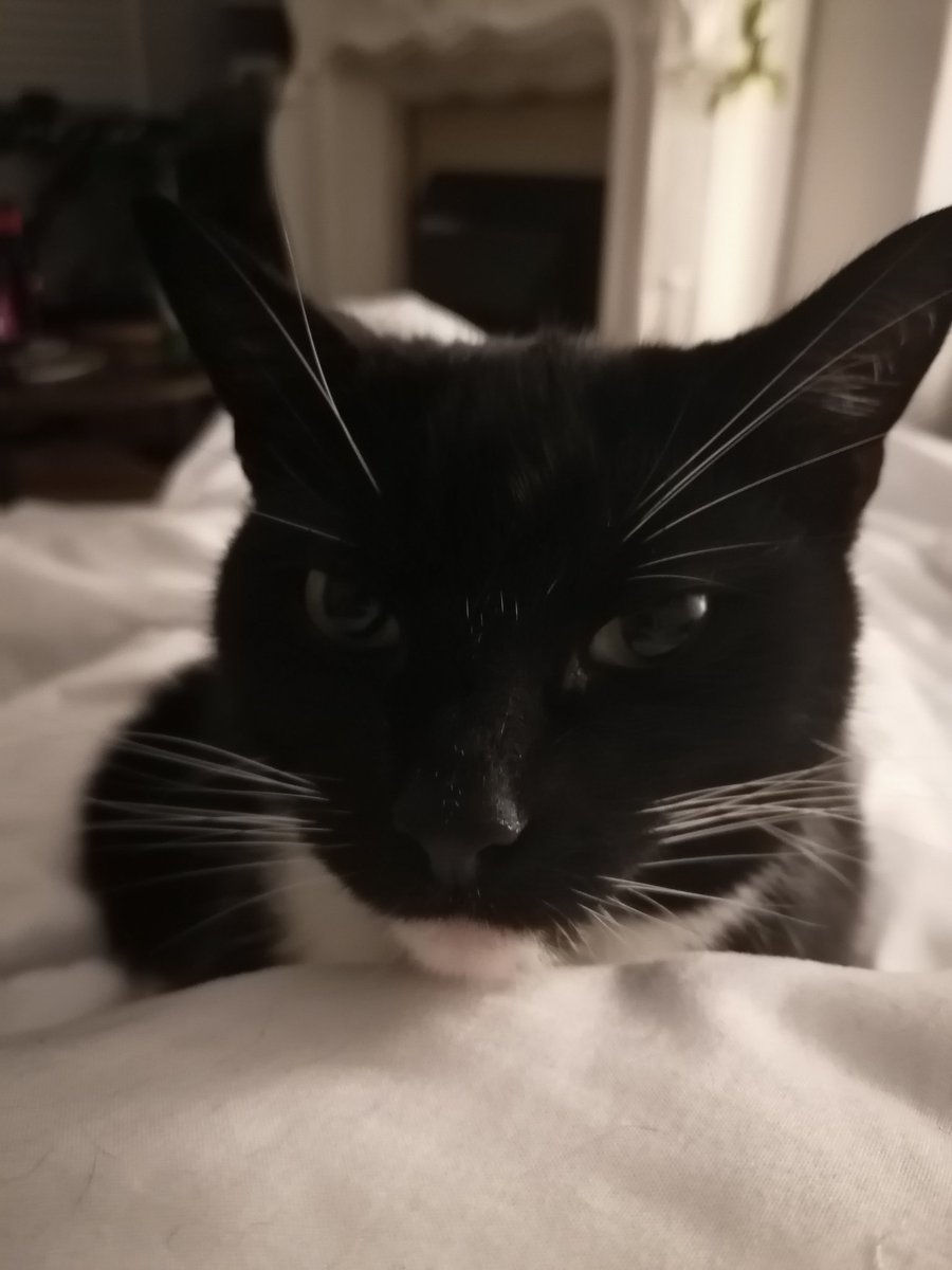 laura_lpu's tweet photo. Hi, our new cat Stephen got out by accident last night. We're devastated. Please can everyone keep a look out and call 07872019212 or 07456815811 if you see him or have any info. Thanks so much. @PortSunlight @PortSunlightCC @PortSunlightGC @portsunlightorc @portsunlightfc1 https://t.co/0DFoqX6W9Q