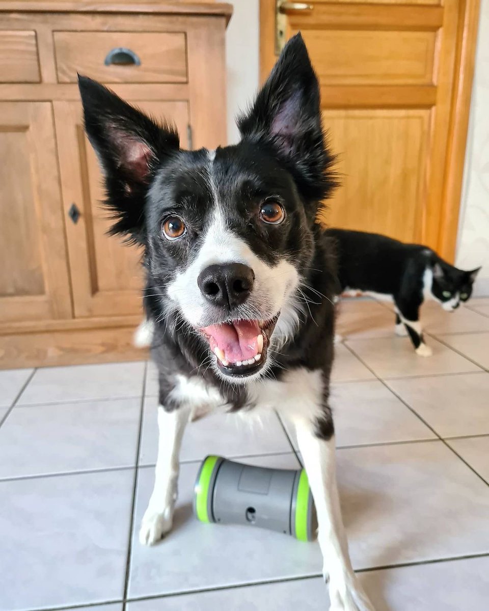 PetSafeFR's tweet photo. Monday Motivation - En mode activité physique et gourmandise pour @FicelleBC ! 😜
➡️ https://t.co/fKbClpBPaA https://t.co/i1mCaPLZyW