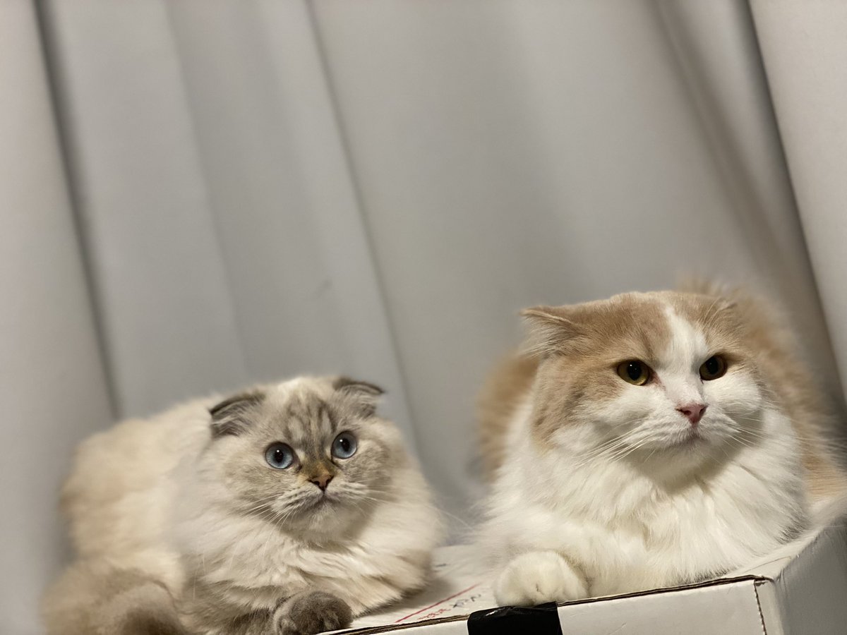 粟谷麦 我が家のスコティッシュたち 左がしらたま右がかつおぶし スコティッシュフォールド 猫のいる暮らし ねこ 猫