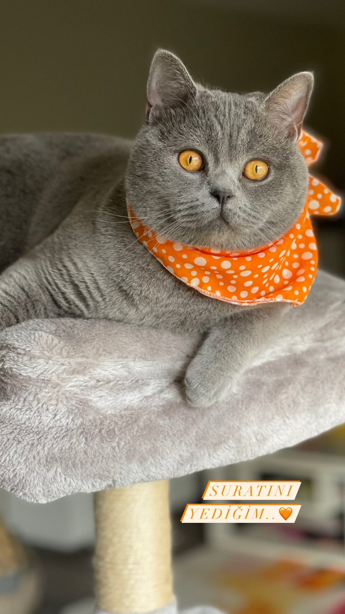 Çok mu yakışıklısın acaba🧡