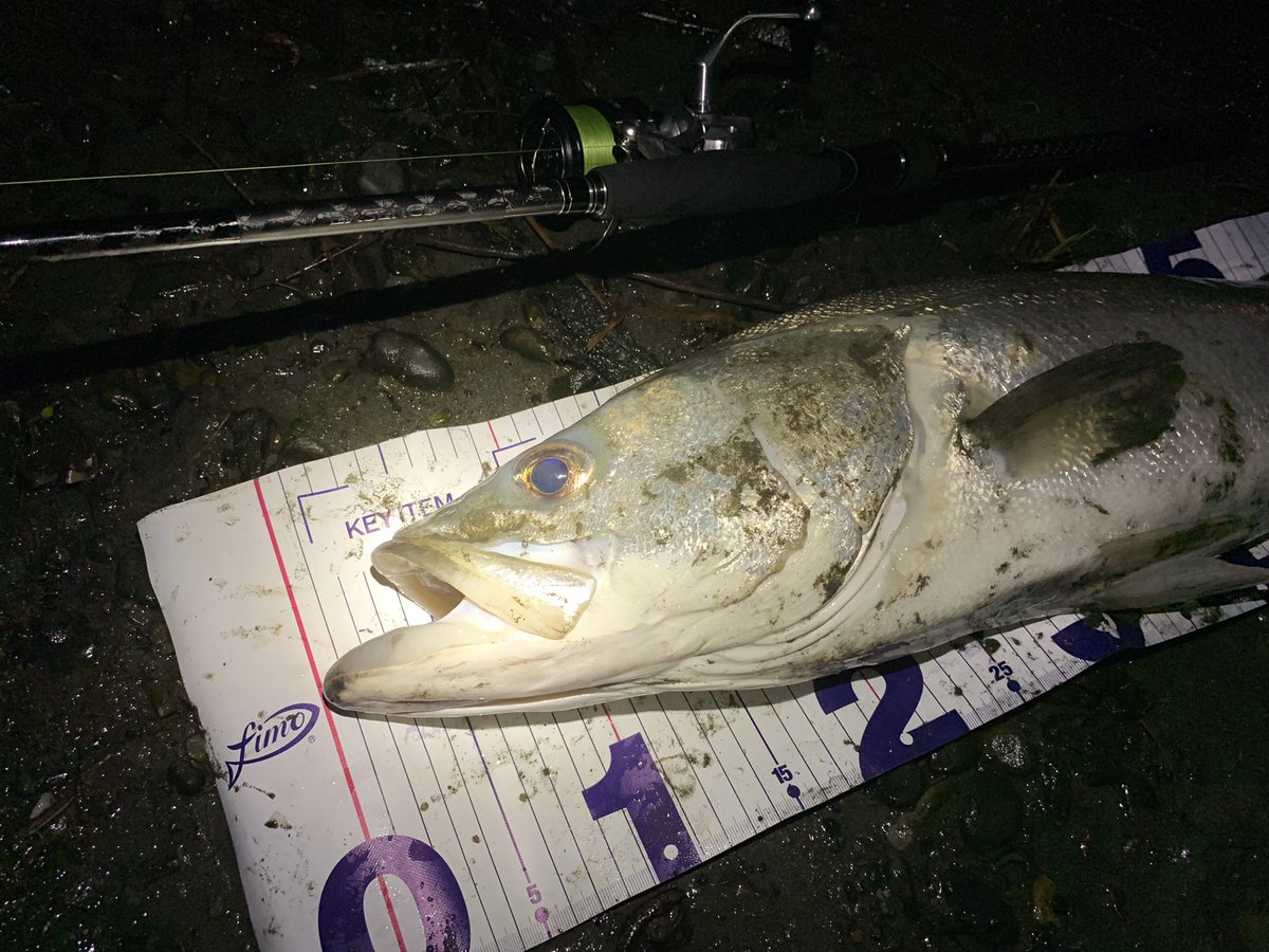 Yu2sword's tweet photo. 90アップのランカーシーバスをキャッチ！！
新しく買ったEXSENCE GENOSの入魂に相応し過ぎる魚でした😆
#シーバス
#ランカーシーバス https://t.co/DYIwQiSdUf