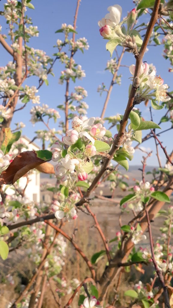 Insanlar gibi .ağaçlarda şaşkın.  Ne yapacağını bilmiyor . sonbaharda çiçek açan elma ağacım.