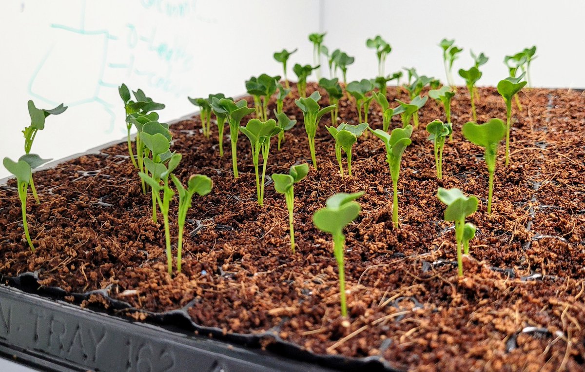 Michael Milford, FTSE π€πππ§ ππ£οΈ (@maththrills) on Twitter photo The next batch of <a href="/ChrisLehnert/">Chris Lehnert</a>'s #kale crop for the <a href="/QUTRobotics/">QUTRobotics</a> vertical farm wall #robotics #agtech #agriculture #food #tech The next batch of <a href="/ChrisLehnert/">Chris Lehnert</a>'s #kale crop for the <a href="/QUTRobotics/">QUTRobotics</a> vertical farm wall #robotics #agtech #agriculture #food #tech