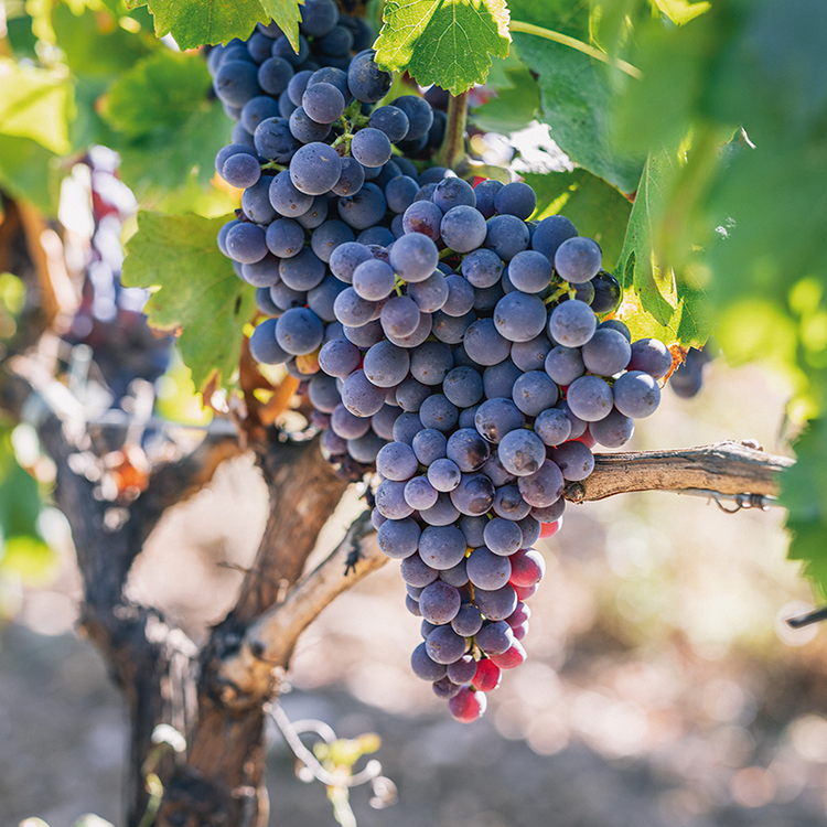 DO_Cava's tweet photo. ¿Qué variedades de uva se utilizan para elaborar el Cava?⁠🍇Descubre las 9 variedades de uvas blancas y tintas autorizadas para la elaboración del Cava: sus diferencias, orígenes, características y la personalidad que cada una aporta al producto 👇
https://t.co/NTFoEeUGBy https://t.co/0GxhRirKLh