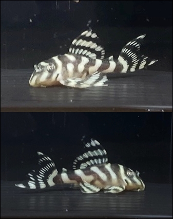 インペリアルゼブラプレコの飼育小屋 Piranhas955 Twitter