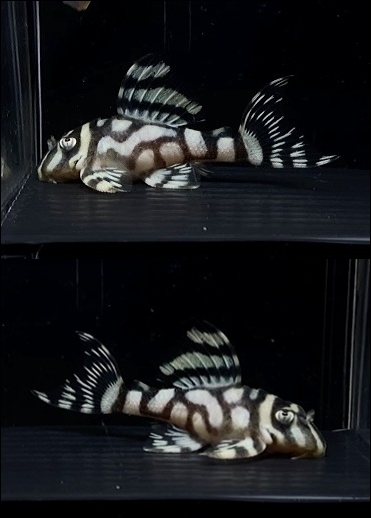 インペリアルゼブラプレコの飼育小屋 Piranhas955 Twitter