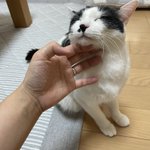 ツイートに含まれる画像