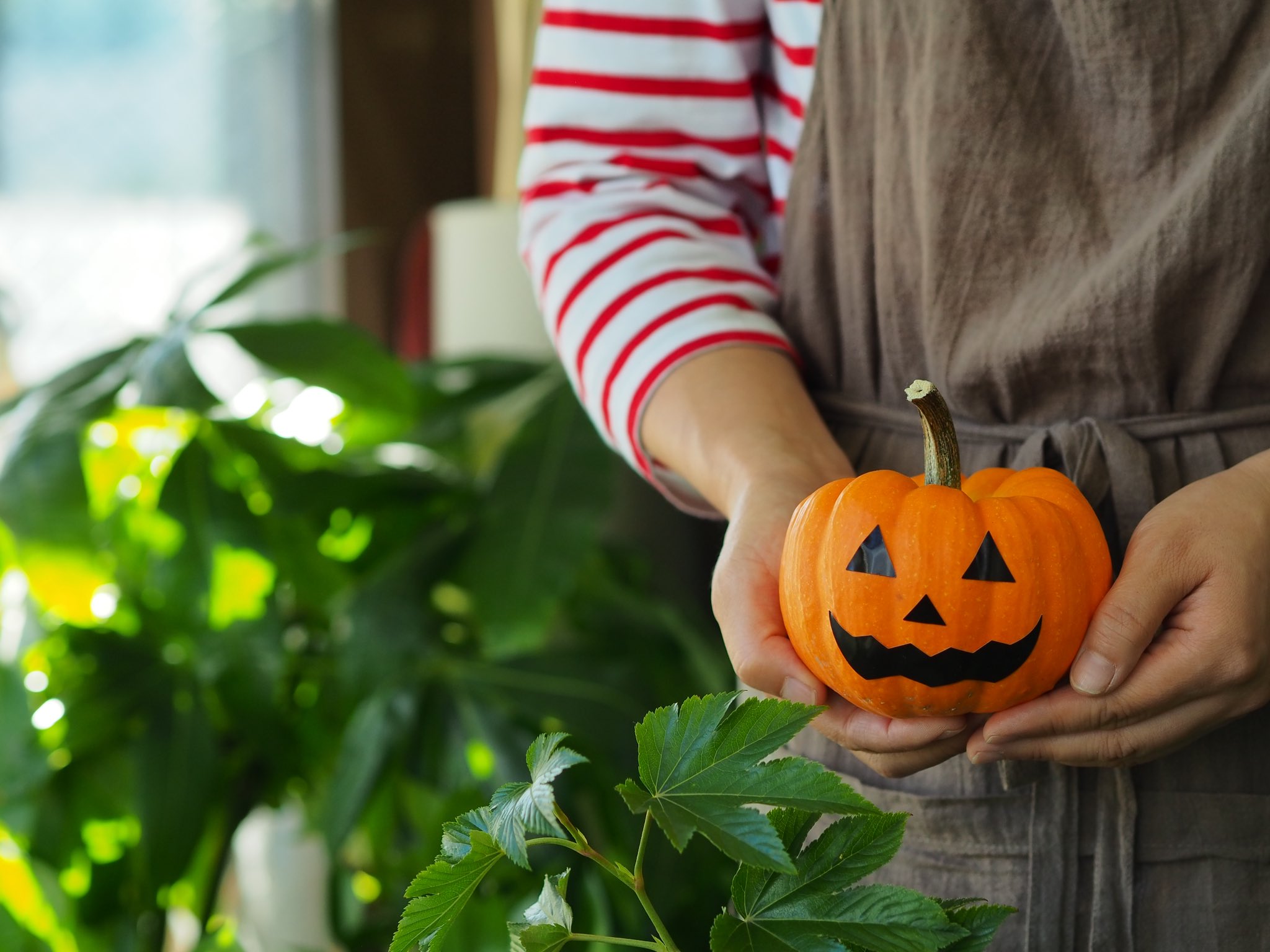 小樽フラワー 顔シールは数量限定です お買い上げ頂いた方に無料で差し上げます 食べられません おもちゃかぼちゃ ハロウィン T Co I0zofcaf8e Twitter