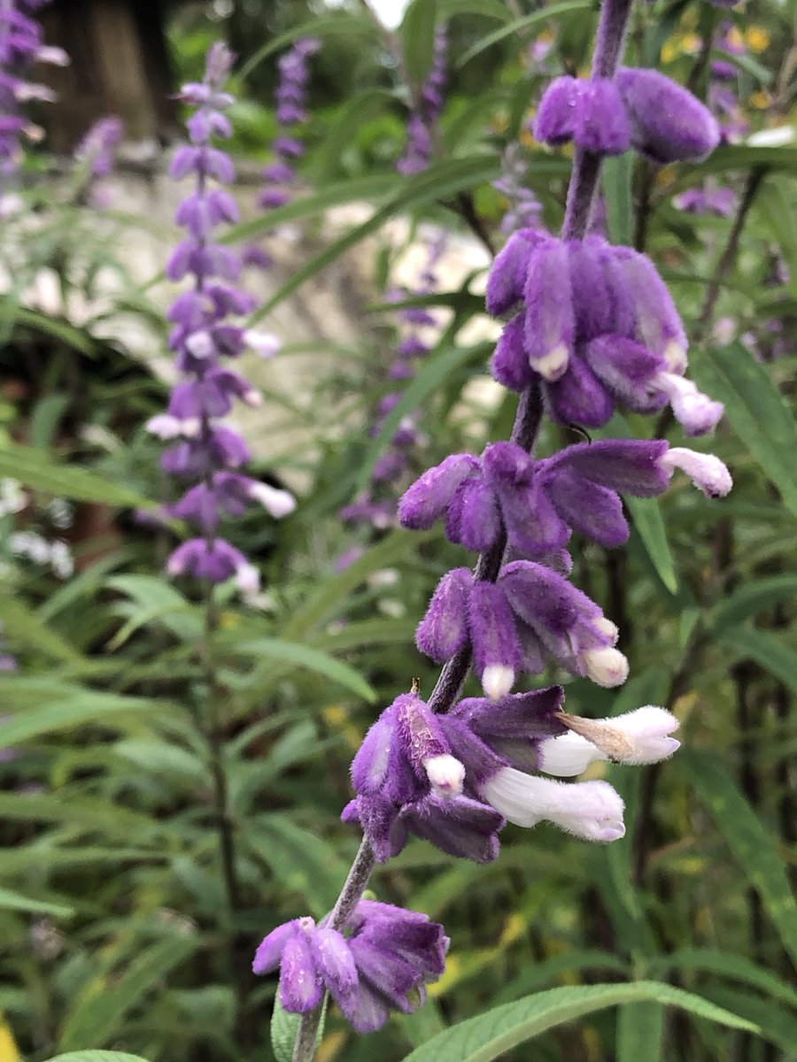 ilenagm's tweet photo. #flowerhunting  #Salvia leucantha or Mexican bush sage is a huge plant,taller than I am with velvety feeling #flowers that bloom in late #summer in #mygarden the bees love it😃💜 https://t.co/TlvyEMUyLd