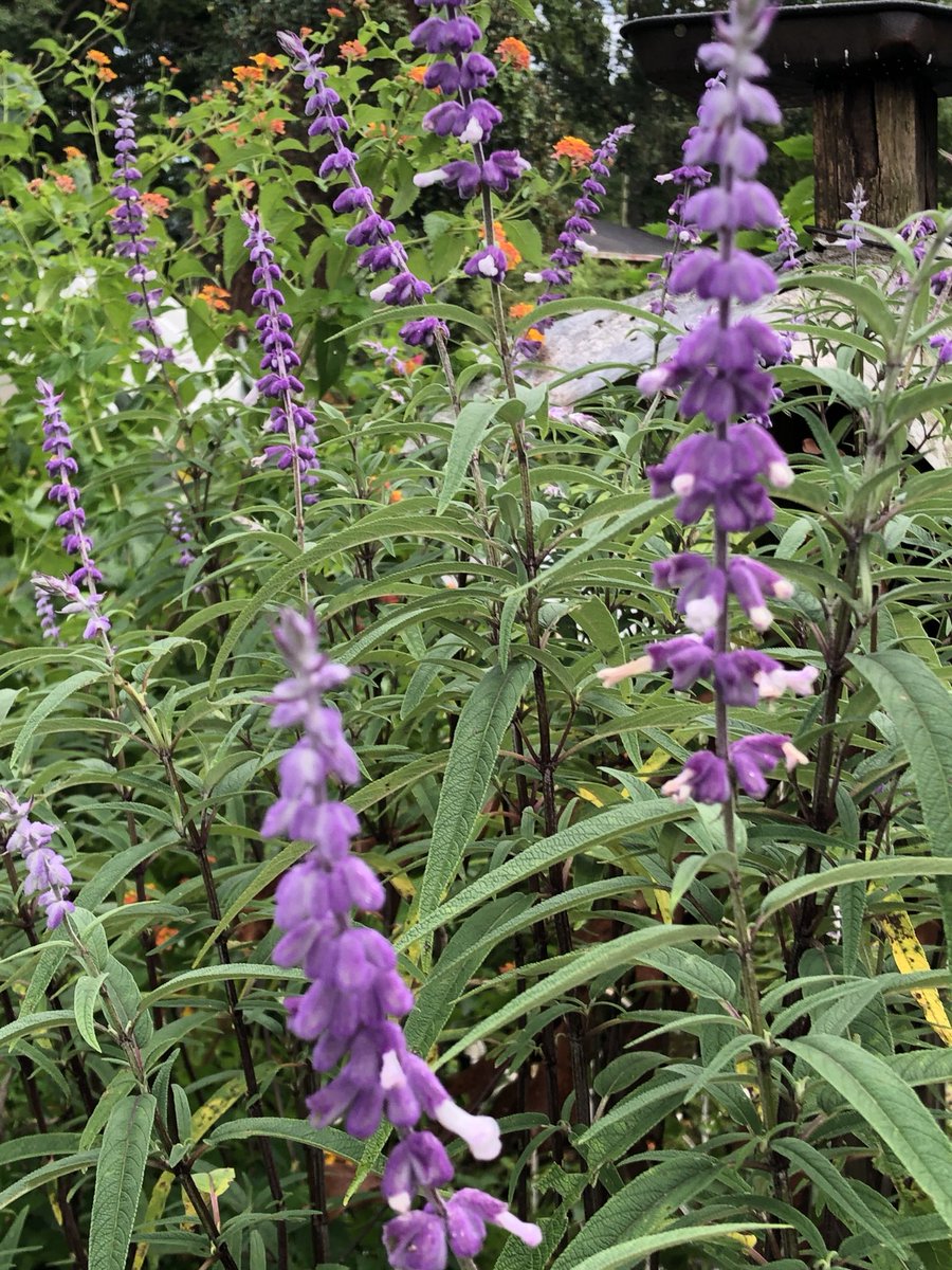 ilenagm's tweet photo. #flowerhunting  #Salvia leucantha or Mexican bush sage is a huge plant,taller than I am with velvety feeling #flowers that bloom in late #summer in #mygarden the bees love it😃💜 https://t.co/TlvyEMUyLd