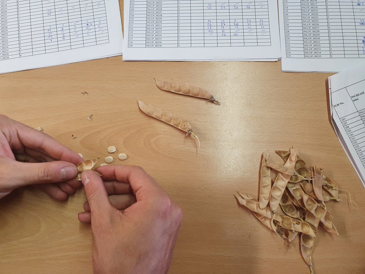 KISinstitut's tweet photo. Post-harvest activities in @pulses_increase lupins at KIS: data collection for dry pod and seed related descriptors. 🤓📝
#H2020 #pulsesINCREASE #lupin #pulses https://t.co/ybTHaJiBN5