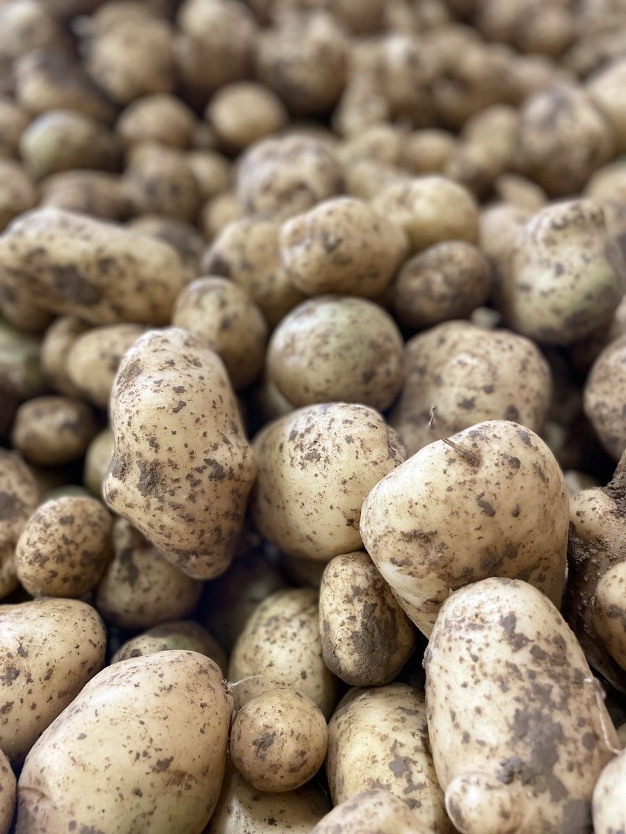 Is there anyone in Tenterden, Kent that can help us harvest our potatoes this week please? Our small team is struggling, send help 🙏🏻🥔😴#jobvacancies #harvesthelp #tenterden #potatoes