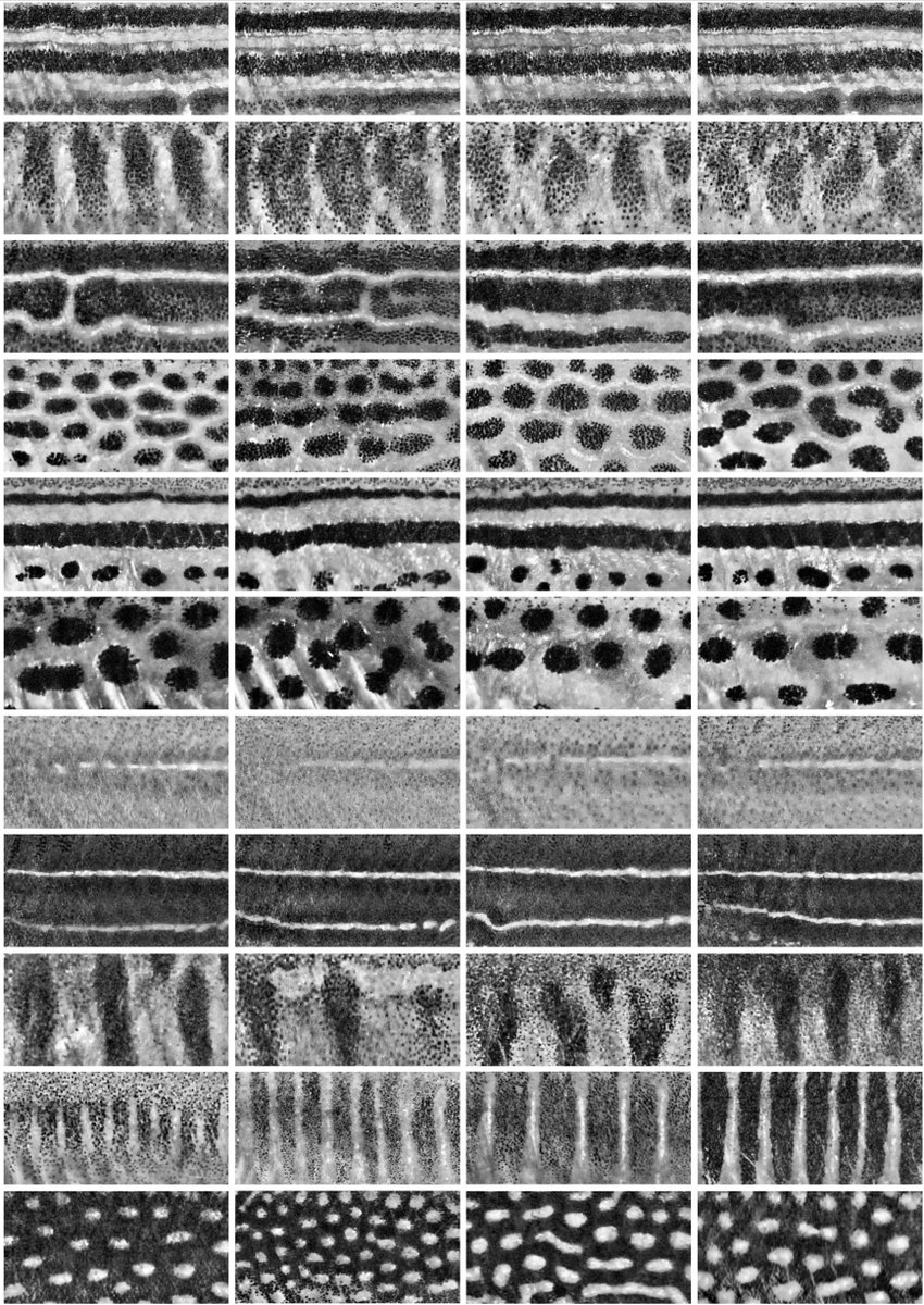 Latest paper now out with some approaches for quantifying pattern variation morphospace in Danio fishes and analysis of mutant phenotypes across species. Great work from <a href="/BraeDanio/">Braedan McCluskey, Ph.D.</a>, <a href="/_Victor_Lewis/">Vic Lewis</a> and Larissa Patterson at RIC. journals.biologists.com/bio/article/10…