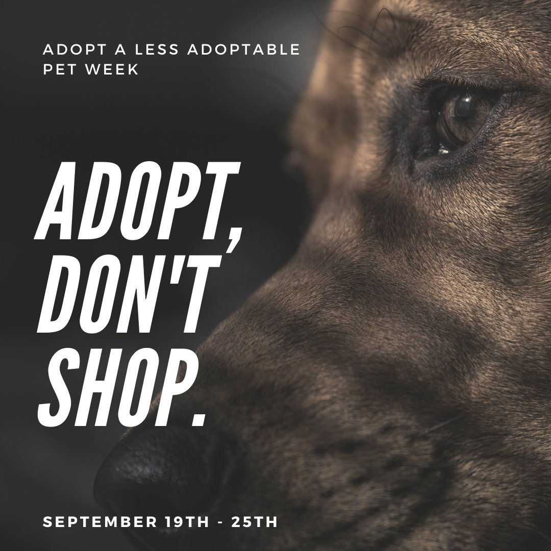 Adopt a less adoptable pet this week. Regardless of their reason for being “less adoptable”, they are still deserving of a loving home.  

#adoptapet #adoptalessadoptablepet #austinpetsalive #animalrescue #humanesociety #rescueanimal #animalshelter #animalcenter #pets #austintx