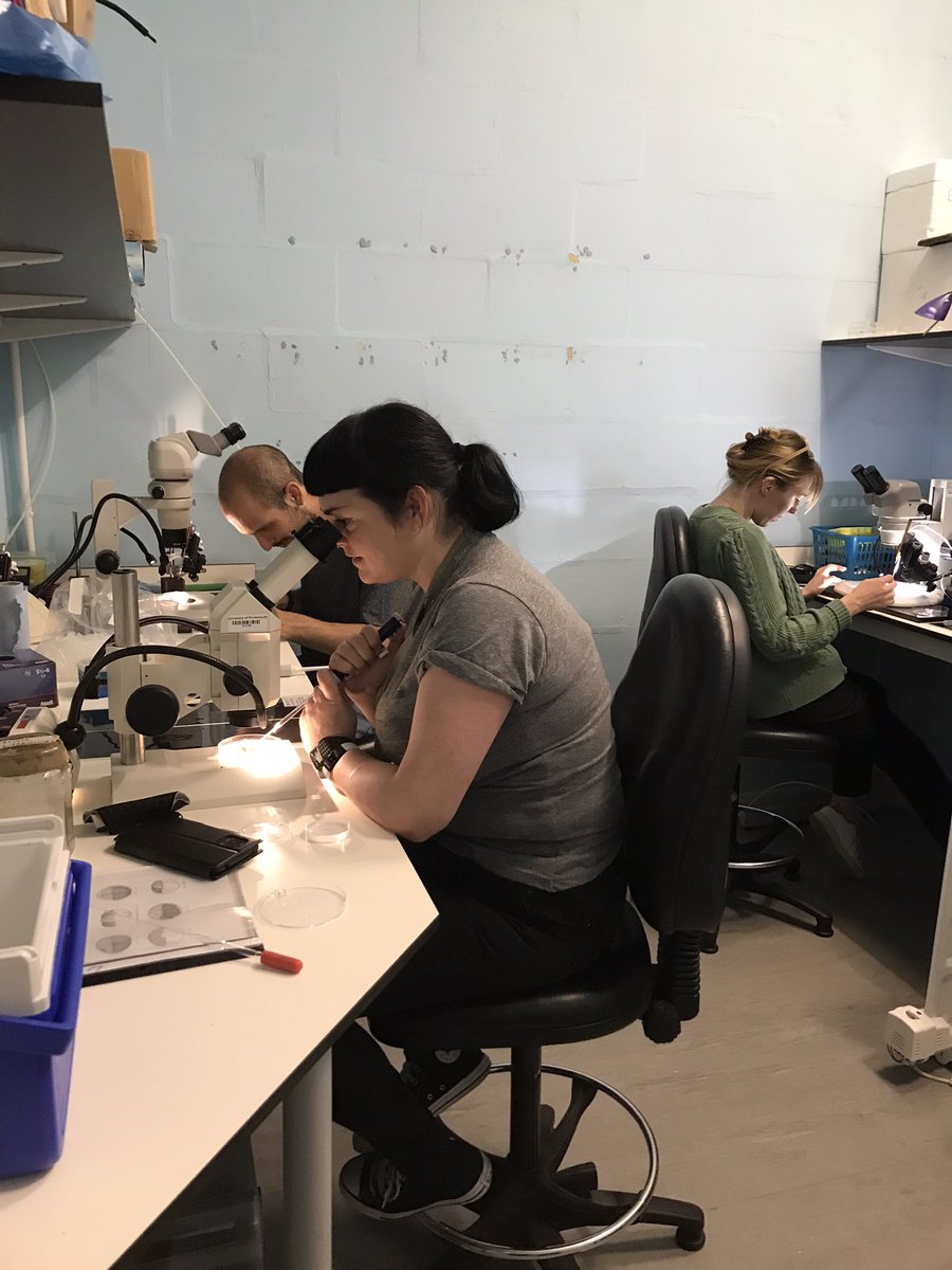 ExrcXenopus's tweet image. Another busy morning injecting X. tropical is eggs to test gene function by CRISPR @INeucrest