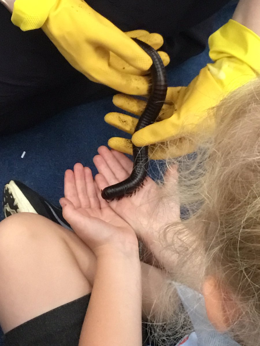 TigerMothsStF's tweet photo. Today the TigerMoths had some special guests. We met Jerry the Giant African land snail and Barry the Black Train Millipede. Some children were very brave and chose to hold the millipede! Much braver than Mr Kenny who was hiding behind the camera. https://t.co/ZoAYvm3hcW