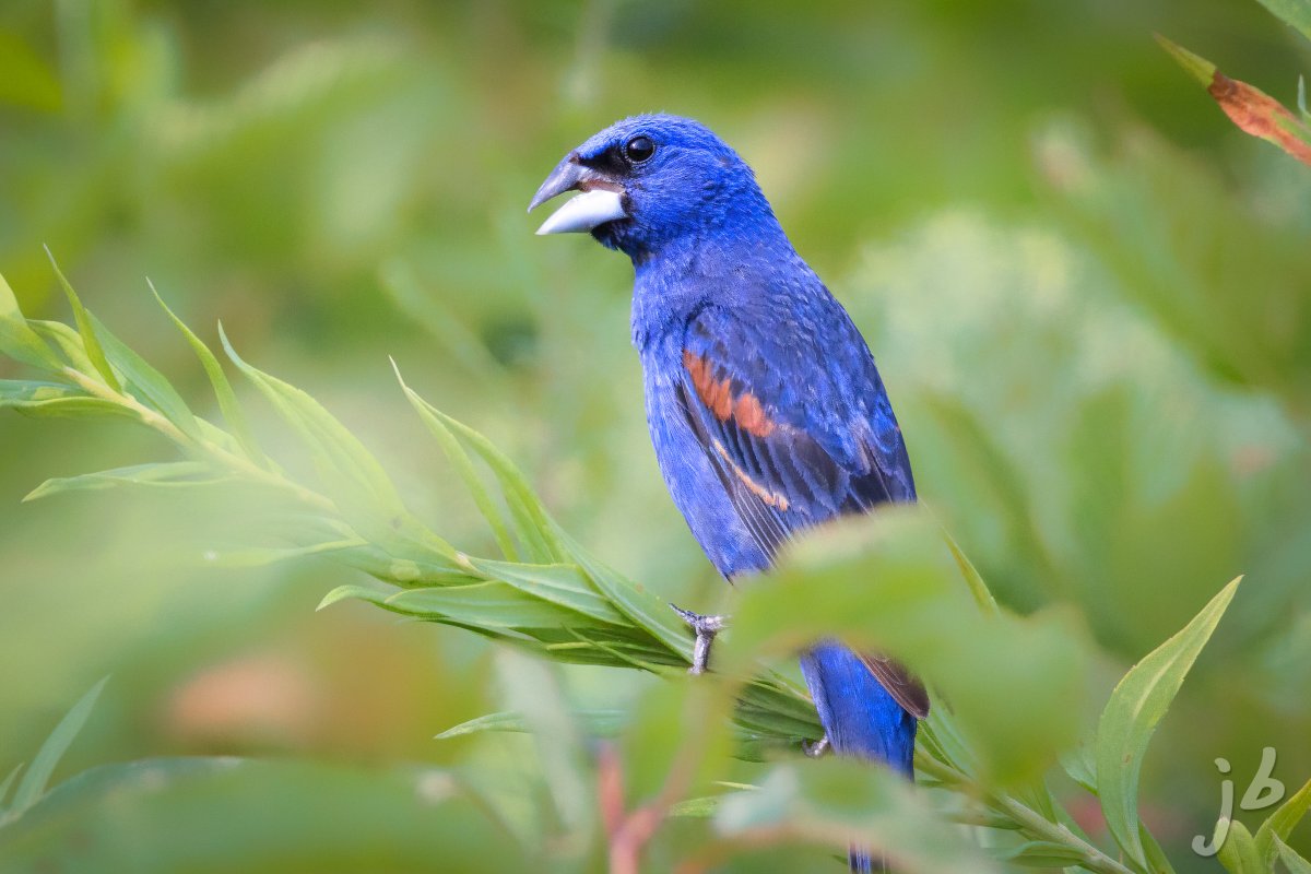 Blue Grosbeak #TwitterNatureCommunity #Luv4Wilds #worldofwilds #BirdTwitter #bird #birds #birdwatching #birding #wildlifephotography #nature #BirdsSeenIn2021 #ThePhotoHour #ThingsOutside #todaysbird #naturephotography #luv4birds #chipbirding #bluegrosbeak