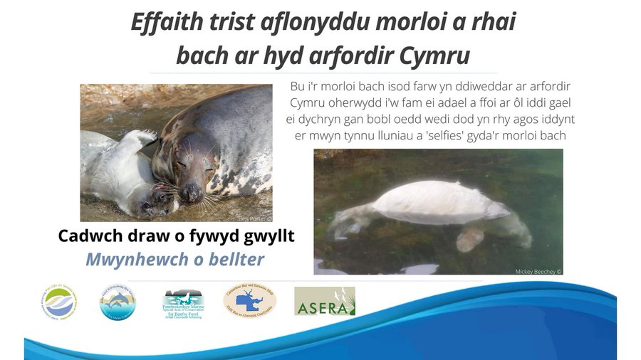 ACA_PLAS_SAC's tweet photo. (1/5)
Gyda mwy o bobl nag erioed yn ymweld â’r parth arfordirol yma yng Nghymru, mae aflonyddu ar fywyd gwyllt ar gynnydd. https://t.co/FNMzSjwTJz