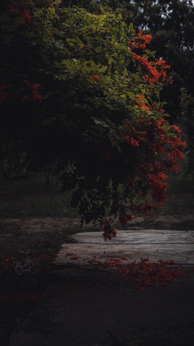 Waiting for the fall  🍂