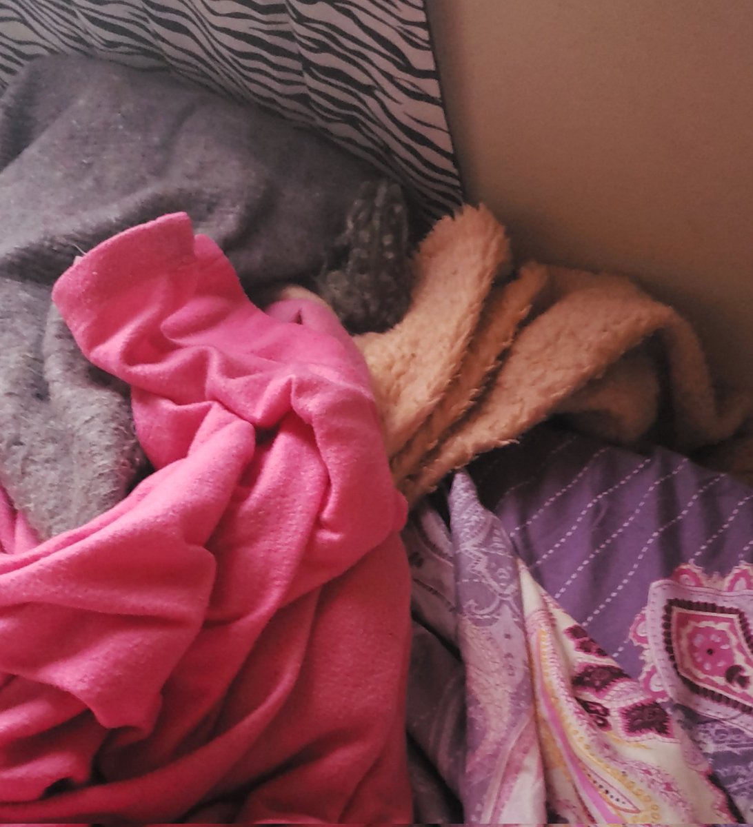 Le tengo mucha fobia a los sapos. Amanecí con uno en mi cama.🤢🤢 
Como paso esto???