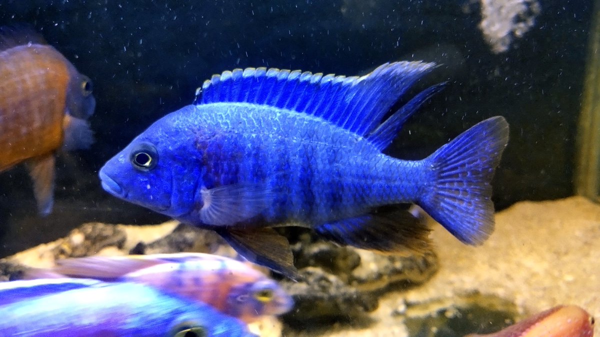 AquaticFarm's tweet photo. Aulonocara Red flush cichlid x cobue? https://t.co/D69fS6FKL3