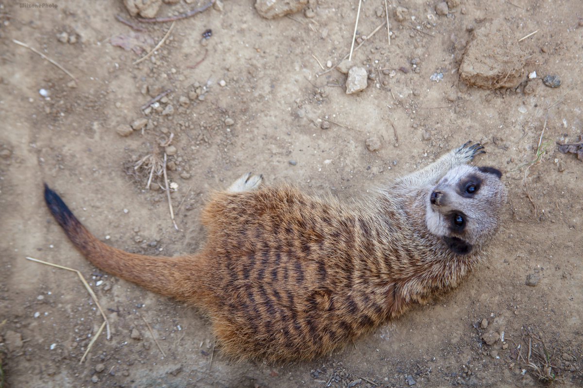 WilzonePhoto's tweet photo. Photo Prise lors d'une visite au Zoo du bois d’Attilly. 
Version HD : https://t.co/lbJzCbilrz
Site : https://t.co/eepLPCOMWA
#Wilzonephoto #WKebab #Zooduboisdattilly #Photography #suricate #Meerkats #Zoo #Wildlife #Cute https://t.co/re2wK1LfXB