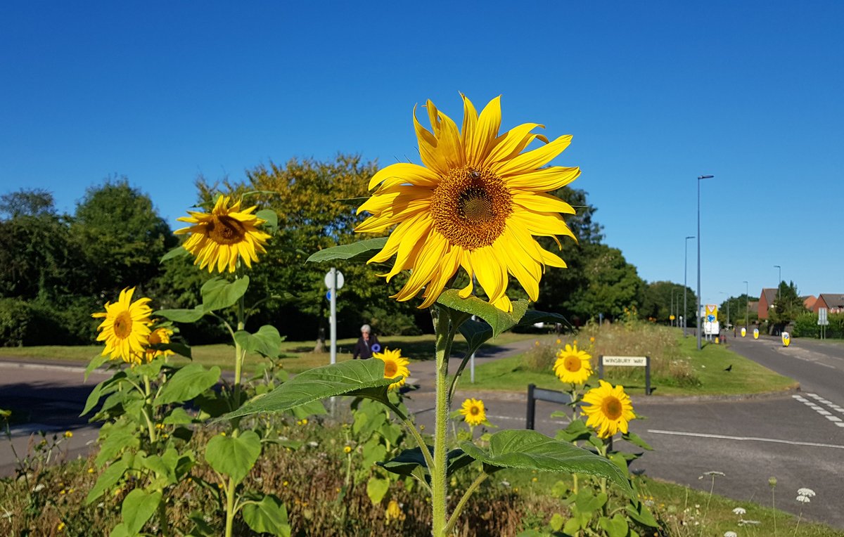 TheBSJournal's tweet image. Not part of the official wildflower planting, but these sunflowers are providing some late summer colour along Brook Way. Background story =&amp;gt; More roadside wildflower beds for Bradley Stoke: bradleystokejournal.co.uk/2021/06/03/mor… #JournalPhoto #InOurCommunity