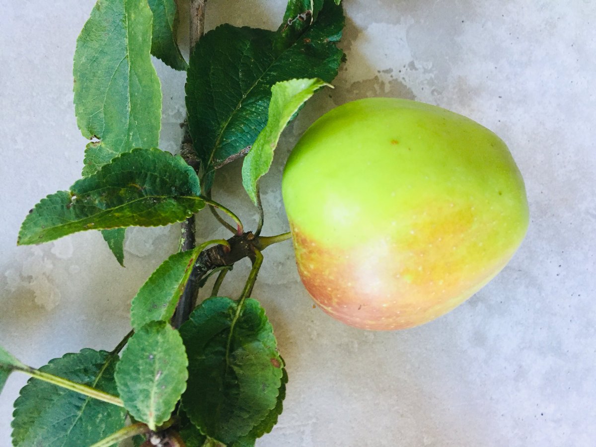 Fr_RowntreePark's tweet photo. Enjoyed identifying the apples in the orchard but this one tricksome! Maybe Worcestershire Pearman (less likely Norfolk Royal. Any help Apple experts? @AbundanceYork #appleidentification extra info in comments... https://t.co/9BnbJuLict