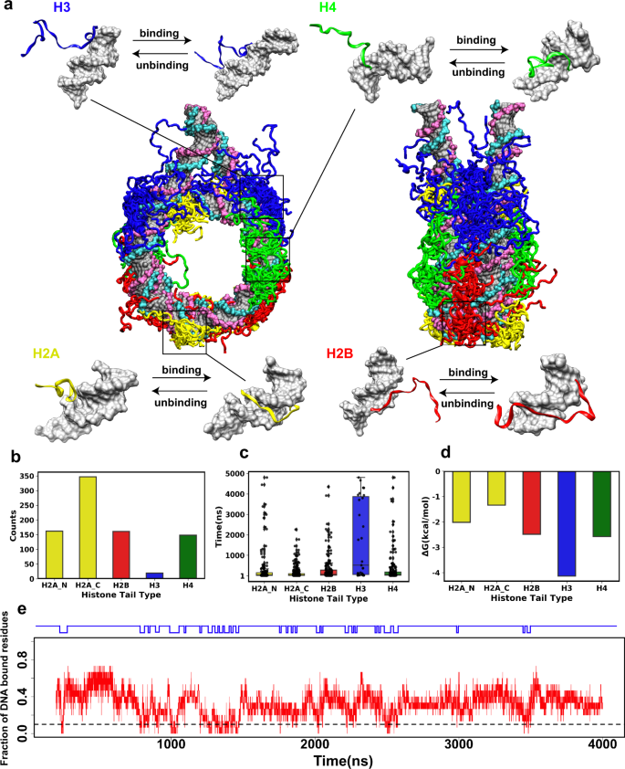 Nature Communications (@naturecomms) on Twitter photo Molecular dynamics simulations reveal charge-altering histone modifications suppress tail-DNA interactions and may boost interactions between nucleosomes and nucleosome-binding proteins. <a href="/AnnaPanchenko13/">Panchenko lab</a> <a href="/YunhuiP/">Yunhui Peng</a> <a href="/DavidLandsman/">David Landsman</a> <a href="/QueensUHealth/">Queen's Health Sciences</a>
go.nature.com/3zpBInG Molecular dynamics simulations reveal charge-altering histone modifications suppress tail-DNA interactions and may boost interactions between nucleosomes and nucleosome-binding proteins. <a href="/AnnaPanchenko13/">Panchenko lab</a> <a href="/YunhuiP/">Yunhui Peng</a> <a href="/DavidLandsman/">David Landsman</a> <a href="/QueensUHealth/">Queen's Health Sciences</a>
go.nature.com/3zpBInG