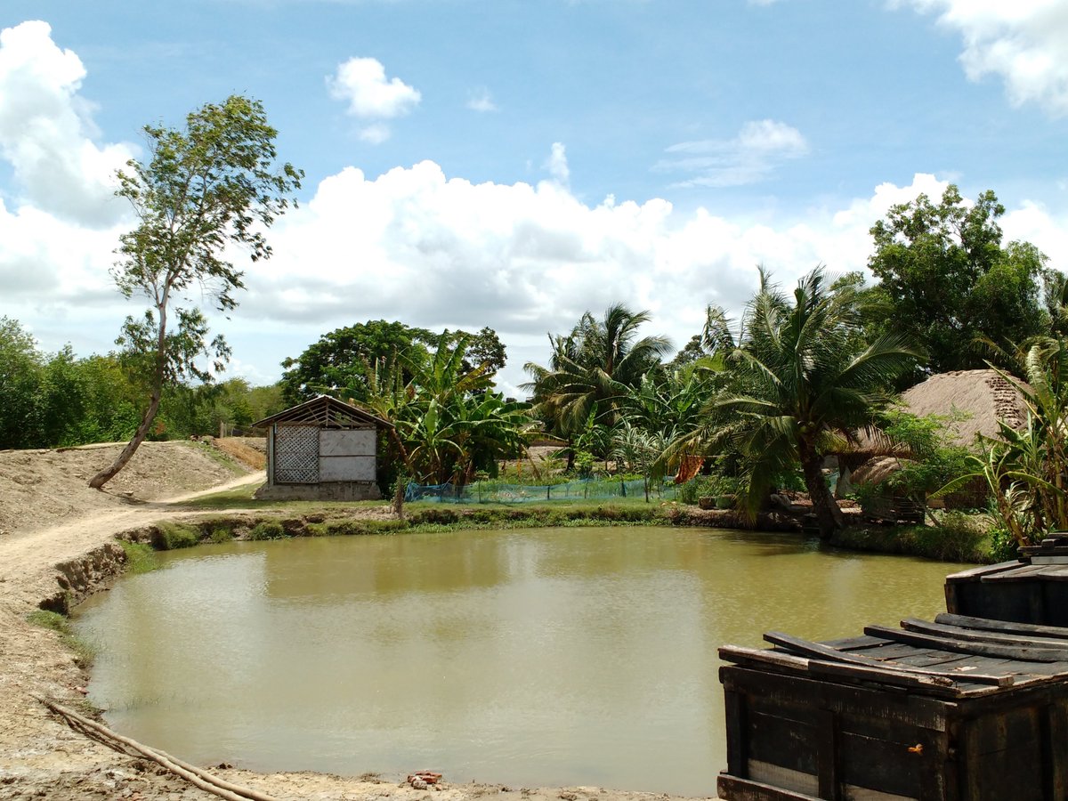 livingdeltas's tweet photo. #ponds in #asian #megadeltas are integral to daily life. Providing #water #food #income and #naturalculturalheritage. They are often #manmade and  found in vast numbers in the #deltas of the #ganges #GBM #india #bangladesh, #mekongdelta #redriverdelta #vietnam https://t.co/NDvmQbuSh0