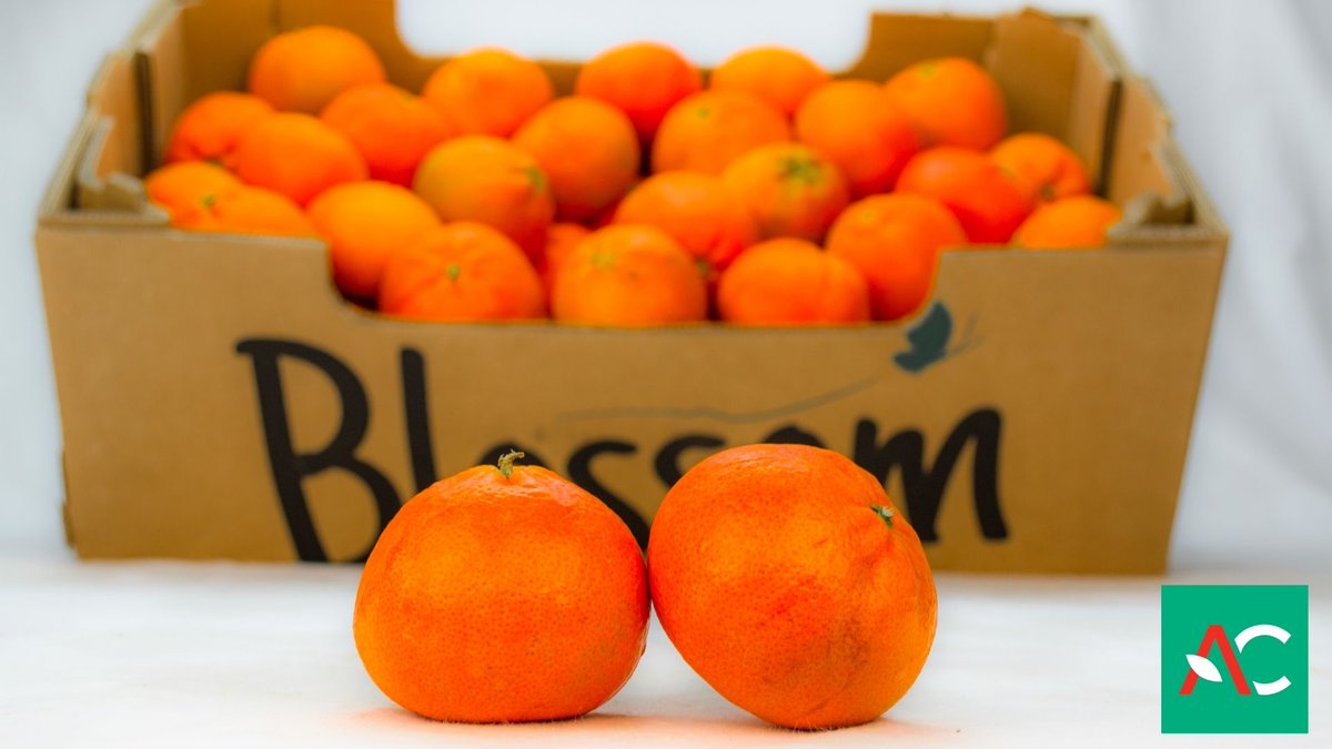 Οι Κλημεντίνες Nadorcott, απ τις πιο αγαπημένες ποικιλίες μανταρινιού έχουν ήδη ξεκινήσει να πωλούνται απ την AgroCommercial by Liotis 
Οι επαγγελματίες του κλάδου μπορούν να καλούν το Τμήμα Πωλήσεων 2312-314624 κι ένας εκ των Λουκά, Νίκο ή Αθανασία θα τους εξυπηρετήσουν άμεσα!