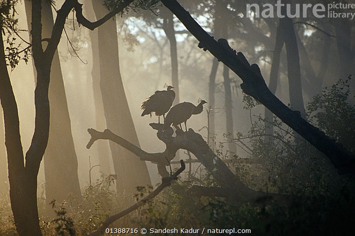 NaturePictureLibrary (@naturepl) on Twitter photo What are these mysterious forest birds?
Find out in the COP26 Countdown Photo Competition gallery - and vote for the 3 images that best show the beauty of the natural world and why we must protect it.
theearthproject.world/cop-26-gallery…
#climatechange #COP26 <a href="/EarthProj2050/">the Earth Project</a> <a href="/SandeshKadur/">Sandesh Kadur</a> What are these mysterious forest birds?
Find out in the COP26 Countdown Photo Competition gallery - and vote for the 3 images that best show the beauty of the natural world and why we must protect it.
theearthproject.world/cop-26-gallery…
#climatechange #COP26 <a href="/EarthProj2050/">the Earth Project</a> <a href="/SandeshKadur/">Sandesh Kadur</a>