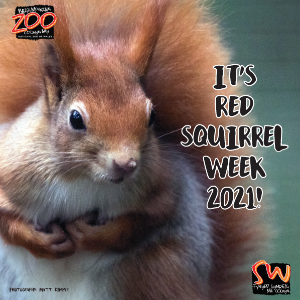 WelshMountainZo's tweet photo. It's Red Squirrel Week 2021! ๐ฟ๏ธ
๐Our longest running conservation project is with Red Squirrels Trust Wales. We have played a key part of the successful re-establishment of Red Squirrels on the Isle of Anglesey.
#RedSquirrelWeek #Conservation #WelshMountainZoo
๐ท Matt Rimmer https://t.co/wolMn2AtlL