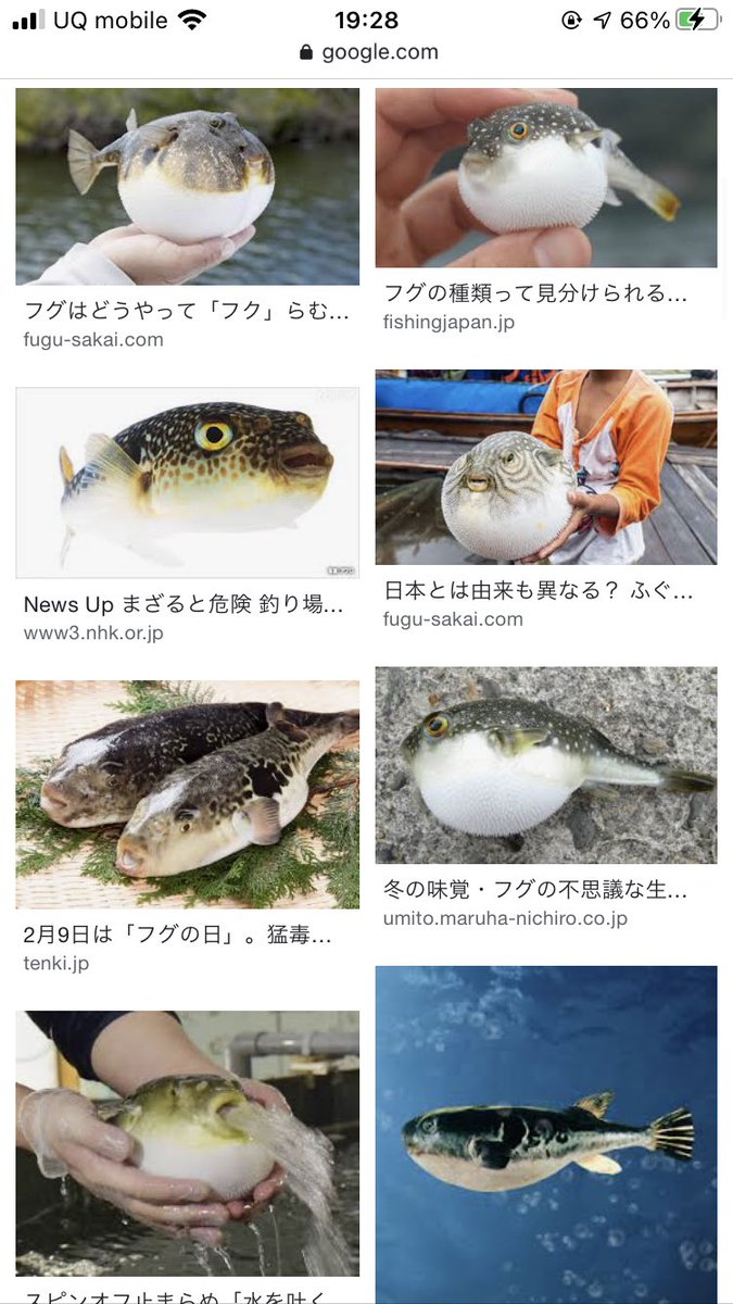 Mell Do You Know フグ Puffer Fish It S The Fish That Has A Poison O Only People Who Have The Qualification Can Cook It In Japan It S Expensive But It S Tasty Mell Do You Know フグ Puffer Fish It S The Fish That Has A Poison O Only People Who Have The Qualification Can Cook It In Japan It S Expensive But It S Tasty
