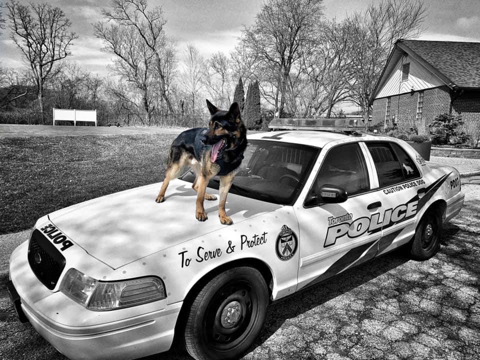 Toronto Police K9 (@tpsk9) on Twitter photo Yesterday, a male brandishing a weapon, assaulted a female in the John Garland/Kipling area and fled into the Humber Trail system. Sgt Dickinson, PSD Sunny & members of <a href="/TPS23Div/">23 Division</a> tracked down the suspect finding him concealed in the thick brush #K9 #GermanShepherd #PoliceDog Yesterday, a male brandishing a weapon, assaulted a female in the John Garland/Kipling area and fled into the Humber Trail system. Sgt Dickinson, PSD Sunny & members of <a href="/TPS23Div/">23 Division</a> tracked down the suspect finding him concealed in the thick brush #K9 #GermanShepherd #PoliceDog