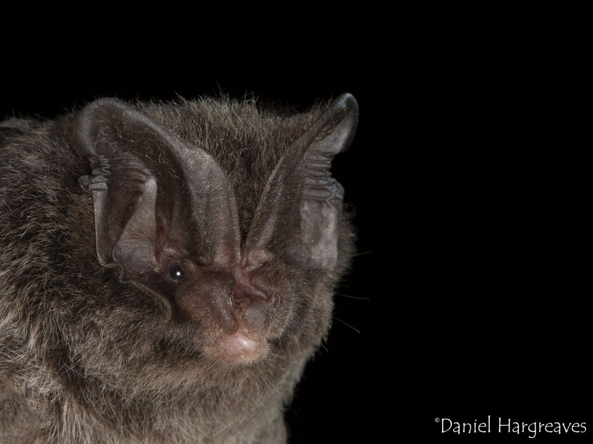 Don't forget! You've got until 5th October to apply for this **FREE** training course in using species distribution models to monitor #cliimatechange impacts with @OrlyRazgour @yf_crecre @L_Santini_Eco 🦇🦇🦇🦇 #phdlife