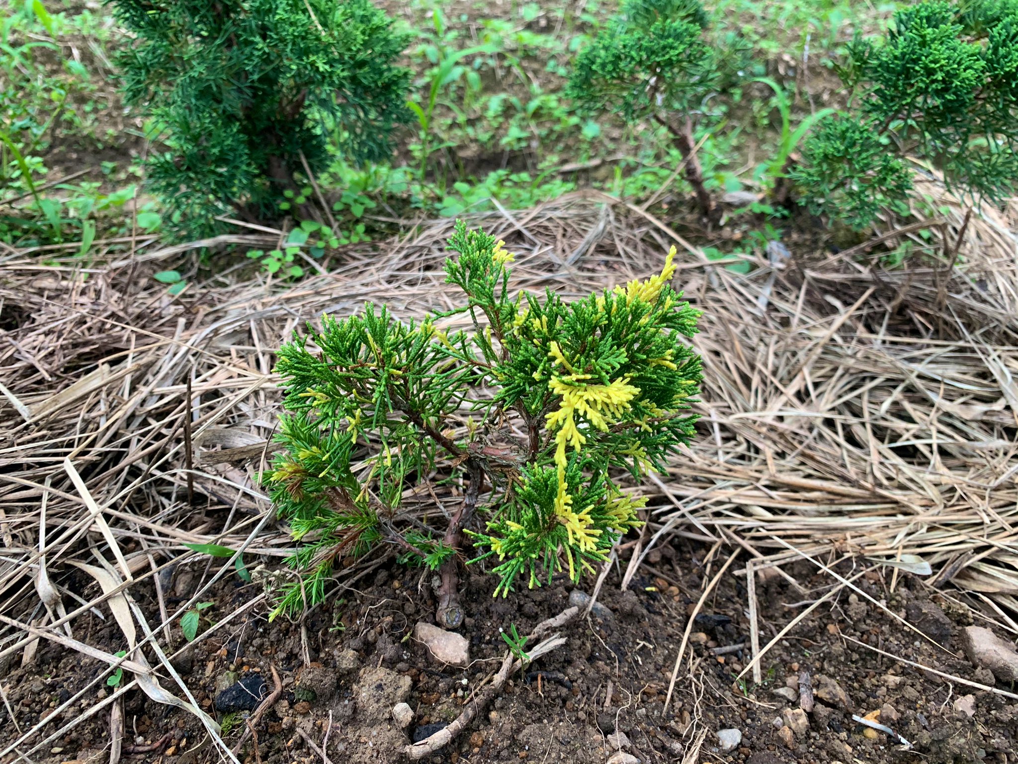 斑入り糸魚川真拍 盆栽 斑入り糸魚川真柏素材 盆栽 小品盆栽 糸魚川真柏 - メルカリ