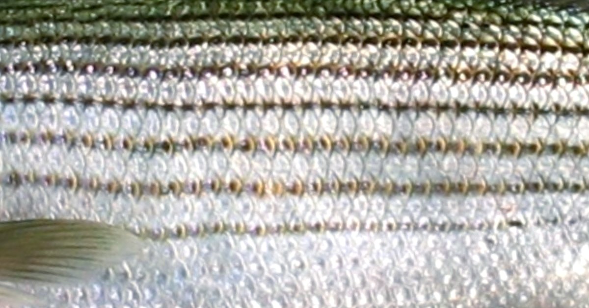 We ❤️ nature's amazing patterns! Can any of you fish enthusiasts identify this fish from its stripes? Catch an all new episode of "Fish of the Week!" featuring the wearer of this cool pattern later today, wherever you get your podcasts. 

📷 Tim Van Vliet #AllTheFish