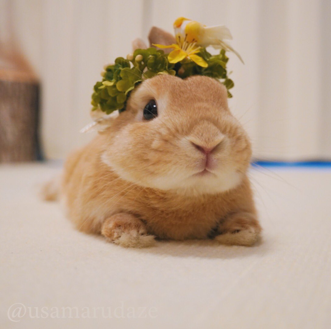 Usamaru うさぎのうさ丸 Usamarudaze1 Twitter