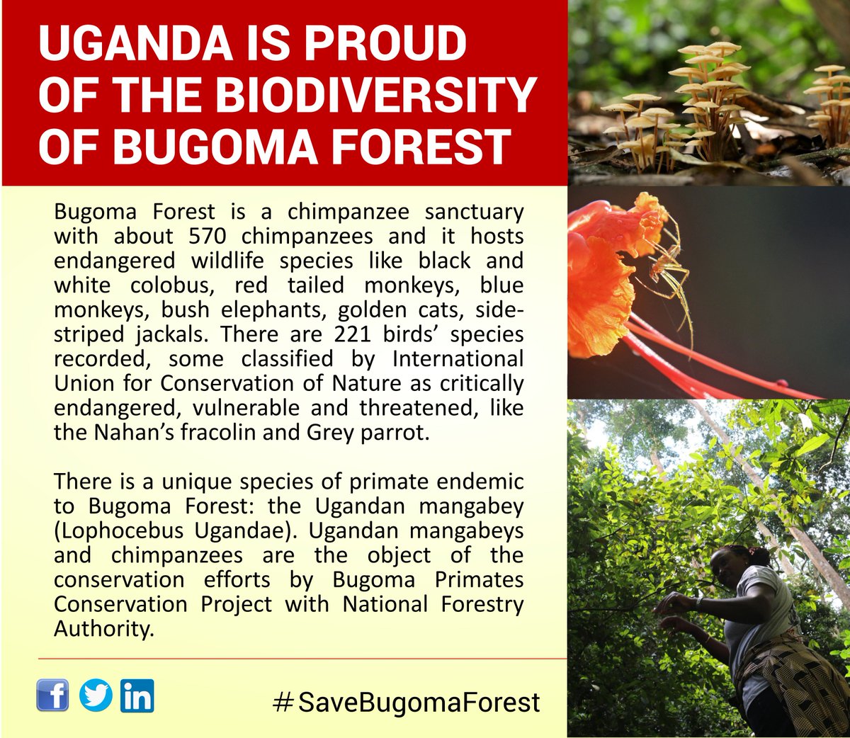 Jane Goodall Institute Uganda tweet media