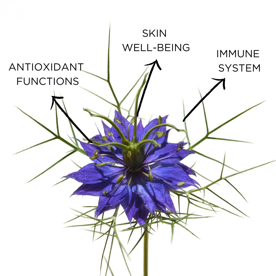 GLPharma's tweet photo. Nigella sativa seeds are important in traditional medicine,especially in Ayurvedic and Arabic practices and are an esteemed herbal remedy for a wide variety of health conditions. ⁠Learn more about this magic herb: https://t.co/eIdhGpc1Fu #nigellasativa⁠ #blackseed #blackseedoil https://t.co/ZE6Ud7nwoY