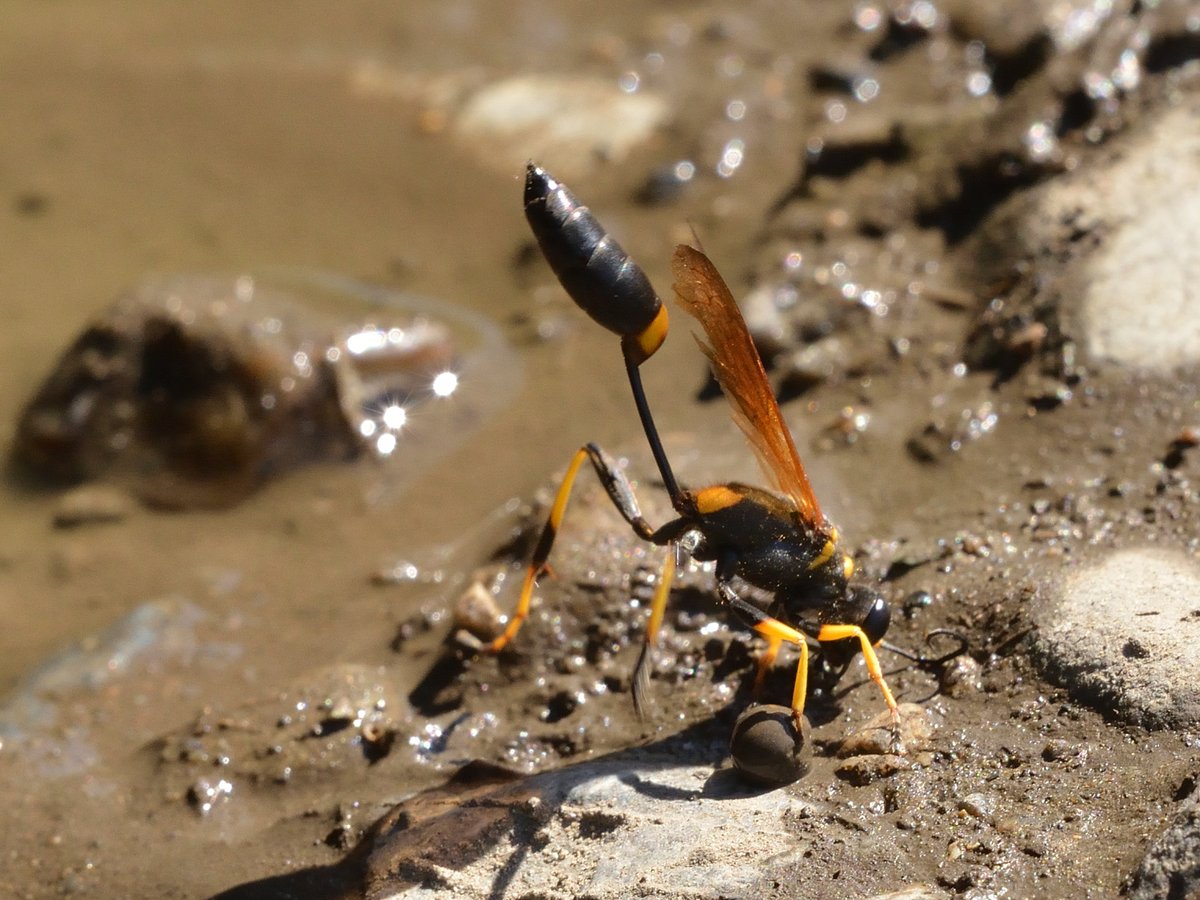 sabikikori5's tweet photo. 祭日の 今日も働く mudだぜ
#アメリカジガバチ
#Sceliphron caementarium #Sphecidae #Hymenoptera https://t.co/dhMPGjvun7