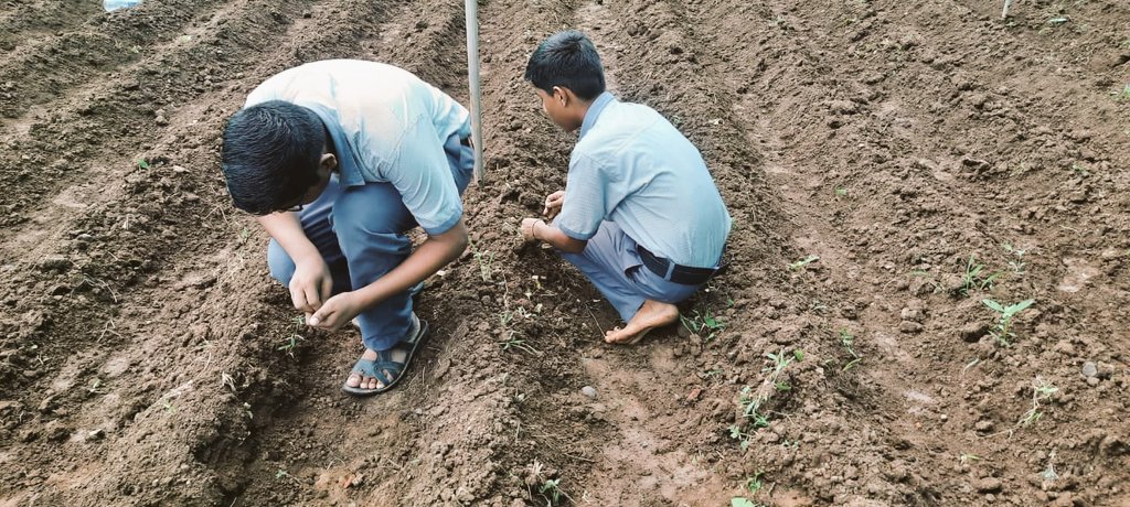 FALIAgriculture's tweet photo. Today was an exciting day for students from Dhanaji Nana Vidyalaya #Khiroda #Jalgaon

Students planted bitter gourd and sponge gourd in the school's shade-net.

#SchoolBasedAgriculturalEducation https://t.co/2g34dnuKS0