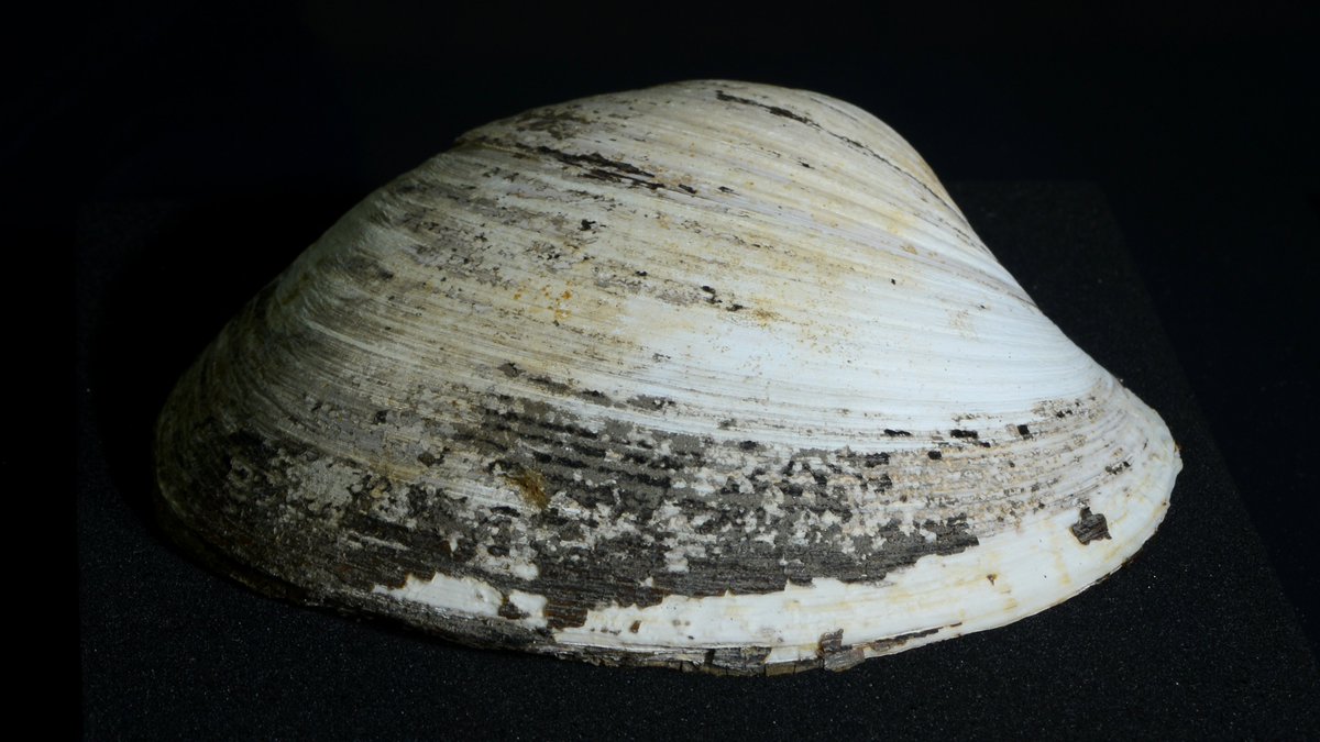 本郷本館の展示＃3-1】 一見するとハマグリのようにもみえる、なんの