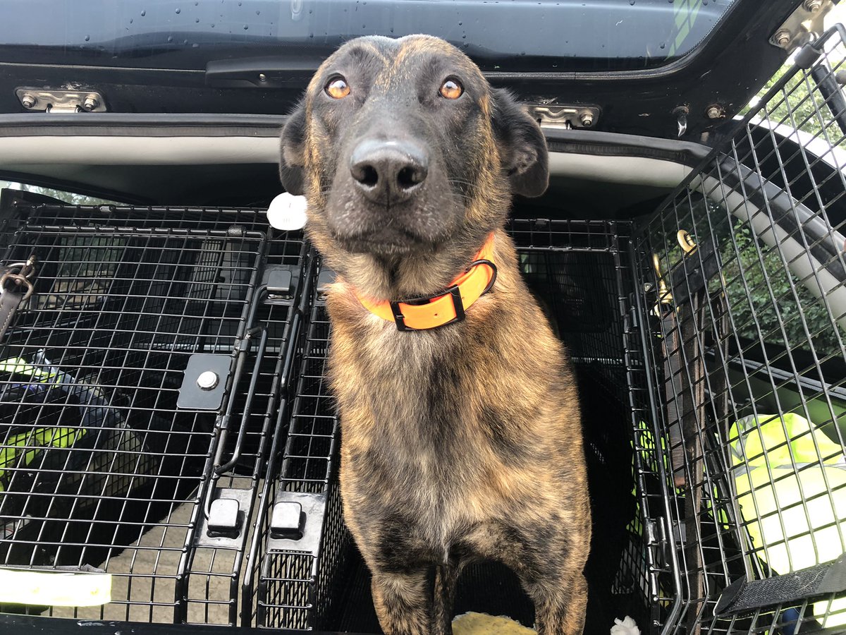 Chappers2013's tweet photo. As #RPDRex is now enjoying a raw diet I took him to collect our latest batch. His tail was wagging, much squeaking with excitement and this please feed me face π€£ #RawMadeSimple are based in Essex π https://t.co/RSta5Oqils