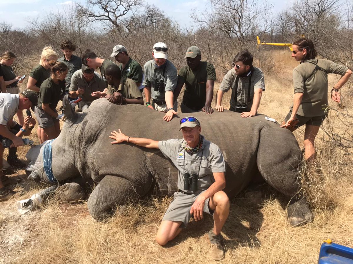 EcoTraining's tweet photo. Today is #WorldRhinoDay #WRD2021! π¦ π¦
#Rhino dehorning is seen as a temporary measure to prevent the killing of a #rhino for its #horn by poachers. Dehorning at #Selati reasearch #EcoTraining #TrailsGuide group ready to assist.
Photo credit: Steve Baillie https://t.co/VqVjDeIt58